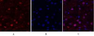 Anti-FAK Rabbit Polyclonal Antibody