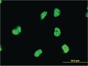 Anti-DAZAP1 Mouse Monoclonal Antibody [clone: 2F6]