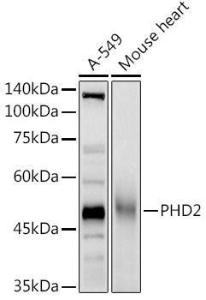 Anti-PHD2/prolyl hydroxylase antibody