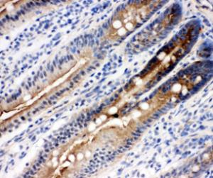 Anti-DDX4/MVH Rabbit Polyclonal Antibody