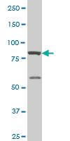 Anti-MED16 Mouse Monoclonal Antibody [clone: 3A3]