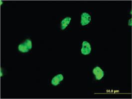 Anti-DAZAP1 Mouse Monoclonal Antibody [clone: 2F6]