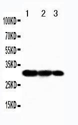 Anti-TRAF3 Rabbit Polyclonal Antibody