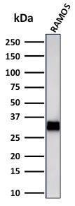 Western blot analysis of Ramos cell lysate using Anti-HLA DRB Antibody [LN-3 + HLA-DRB/1067]