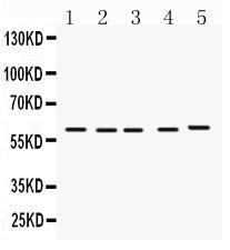 Anti-FMO1 Antibody