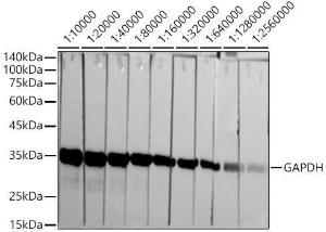 Antibody A309068-100 100 µl