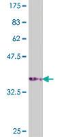 Anti-ATP6AP1 Mouse Polyclonal Antibody