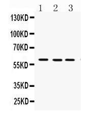 Anti-FMO3 Antibody