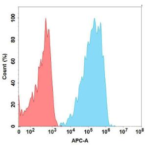 Flow cytometry analysis with Anti-CD19 Antibody [FMC63 Biosimilar] - Azide free (A318870) at 1 µg/ml on Expi293 cells transfected with Human CD19 protein (blue histogram) or Expi293 transfected with irrelevant protein (red histogram)