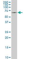 Anti-SWAP70 Mouse Monoclonal Antibody [clone: 3H8]