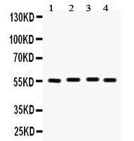 Anti-Fascin Antibody