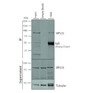 Immunoprecipitation analysis of mouse embryonic fibroblast using Anti-VPS35 Antibody [10A8] (A305035). 500 µl cell culture supernatants were incubated with 10 µl of Protein A/G resin beads for 1 hour at 4 °C. A305035 clone 10A8 depletes VPS35 from the A549 cell extract