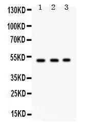 Anti-FUT1 Antibody