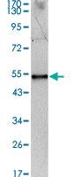 Anti-IL34 Mouse Monoclonal Antibody [clone: 1D12]