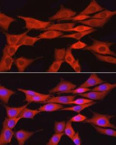 Antibody A309068-100 100 µl