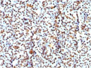 Immunohistochemical analysis of formalin-fixed, paraffin-embedded human pancreas using Anti-Histone H1 Antibody [AE-4]