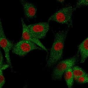 Immunofluorescent analysis of U87MG cells stained with Anti-CD73 Antibody [NT5E/2545] followed by Goat Anti-Mouse IgG (CF&#174; 488) (Green). Membrane stained with Phalloidin (Red).