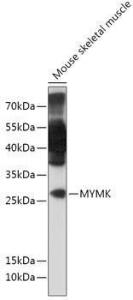 Western blot analysis of extracts of Mouse skeletal muscle, using Anti-TMEM8C Antibody (A306150) at 1:1,000 dilution