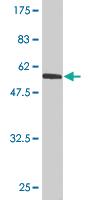 Anti-USF1 Mouse Monoclonal Antibody [clone: 3F6]