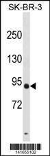 Anti-DPY19L3 Rabbit Polyclonal Antibody (AP (Alkaline Phosphatase))