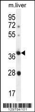 Anti-OR4A15 Rabbit Polyclonal Antibody (AP (Alkaline Phosphatase))