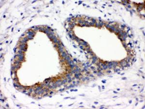 Anti-FUT1 Antibody