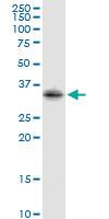 Anti-STX2 Rabbit Polyclonal Antibody