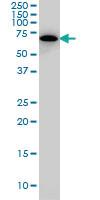 Anti-SWAP70 Mouse Monoclonal Antibody [clone: 3H8]