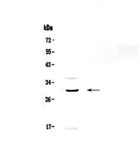 Anti-GPCR GPR40 Polyclonal Antibody