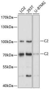 Anti-C2 Antibody (A8546)