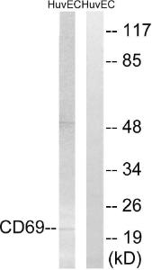 Antibody anti-CD69 A98240-100 100 µg