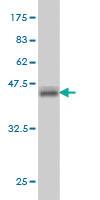 Anti-ATP6AP1 Mouse Monoclonal Antibody [clone: 3A2]