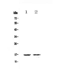 Anti-Galectin 10 Polyclonal Antibody