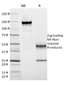 Anti-HLA DRB antibody