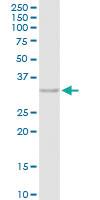 Anti-STX2 Rabbit Polyclonal Antibody