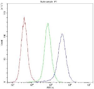 Anti-IDE Polyclonal Antibody