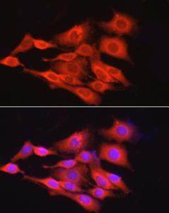 Antibody A309068-100 100 µl