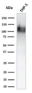 Antibody anti-CD31 1A10 500 µl