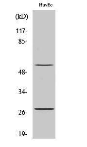 Antibody anti-CD69 A98240-100 100 µg