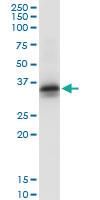 Anti-STX2 Rabbit Polyclonal Antibody