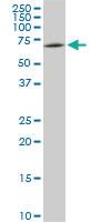 Anti-SWAP70 Mouse Monoclonal Antibody [clone: 3H8]