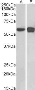 Anti-PLRG1 Antibody (A83247) (0.1µg/ml) staining of HEK293 (A) and NIH3T3 (B) nuclear cell lysates (35µg protein in RIPA buffer). Primary incubation was 1 hour. Detected by chemiluminescence.