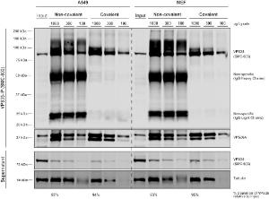 Immunoprecipitation analysis of mouse embryonic fibroblast using Anti-VPS35 Antibody [7E4] (A305036)