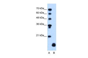 Anti-PLP2 Rabbit Polyclonal Antibody