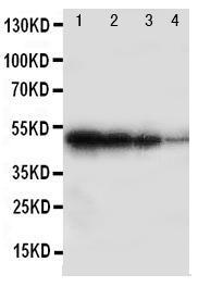 Anti-BMPR1B Rabbit Polyclonal Antibody