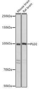 Antibody anti-PLD2 100 µl