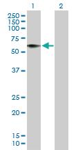 Anti-HRG Mouse Polyclonal Antibody