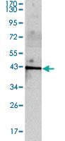 Anti-INHA Mouse Monoclonal Antibody [clone: 4E2]