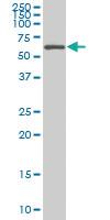 Anti-AATF Mouse Monoclonal Antibody [clone: 3C7]