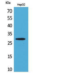 Western blot analysis of extracts from HepG2 cells using Anti-CD69 Antibody